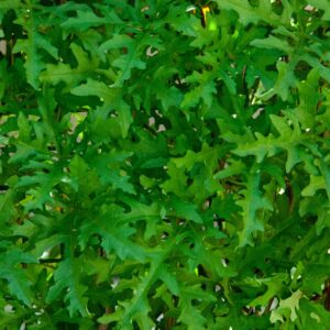 Arugula