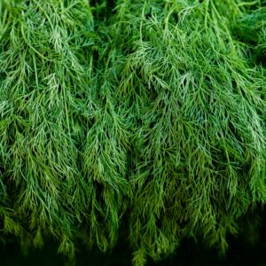 Dill