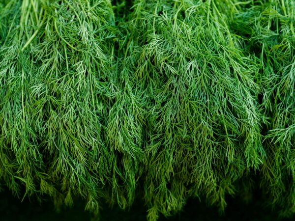 Dill