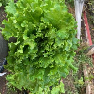 Lettuce Heads - green leaf