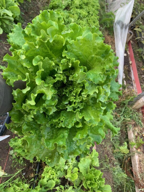 Lettuce Heads - green leaf