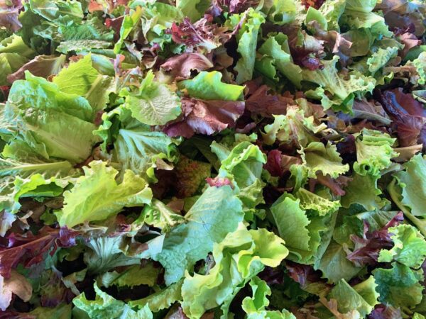 Seasonal Salad Mix