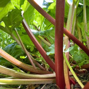 Rhubarb