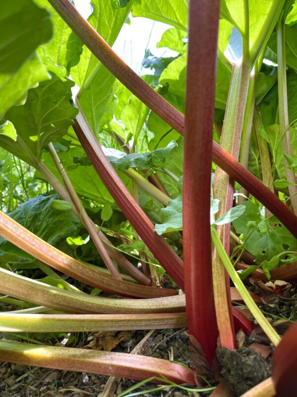 Rhubarb