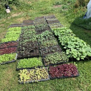 Seasonal Produce