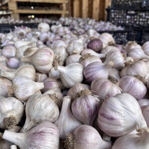 Garlic