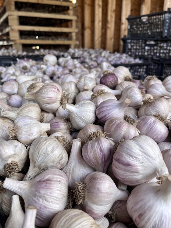 Garlic